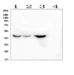 Invitrogen IDO2 Polyclonal Antibody 100 &mu;g | Buy Online | Invitrogen&trade; | Fisher Scientific