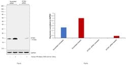 Invitrogen IFITM1 Polyclonal Antibody 100 μg; Unconjugated:Antibodies,