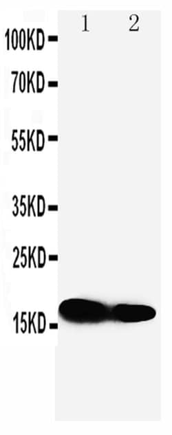 Invitrogen IFITM1 Polyclonal Antibody 100 μg; Unconjugated:Antibodies,