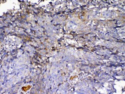 Invitrogen IGFBP2 Polyclonal Antibody 100 &mu;g; Unconjugated:Antibodies,
