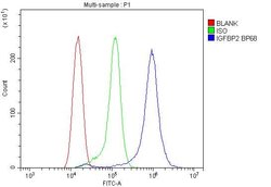 Invitrogen IGFBP2 Polyclonal Antibody 100 &mu;g; Unconjugated:Antibodies,