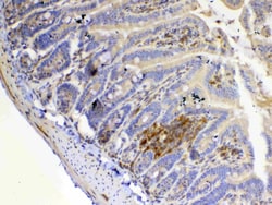 Invitrogen IL-12 p35 Polyclonal Antibody 100 &mu;g; Unconjugated:Antibodies,