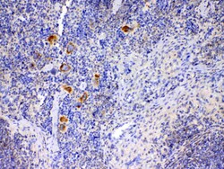 Invitrogen IL-12 p35 Polyclonal Antibody 100 &mu;g; Unconjugated:Antibodies,