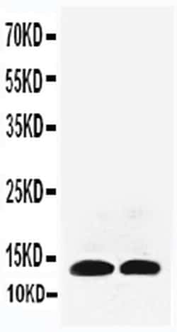 Invitrogen IL-13 Polyclonal Antibody 100 &mu;g; Unconjugated:Antibodies,
