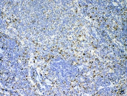 Invitrogen IL-17A Polyclonal Antibody 100 &mu;g; Unconjugated:Antibodies,