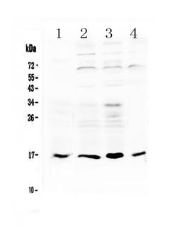 Invitrogen IL17B Polyclonal Antibody 100 &mu;g; Unconjugated:Antibodies,