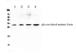 Invitrogen IL-17F Polyclonal Antibody 100 &mu;g; Unconjugated:Antibodies,