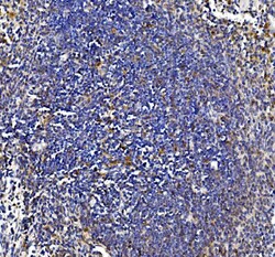 Invitrogen&trade;&nbsp;IL-18 Polyclonal Antibody