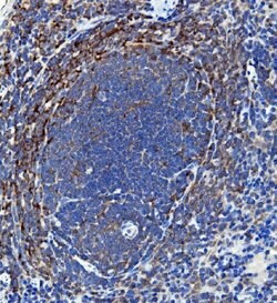 Invitrogen IL-18 Polyclonal Antibody 100 &mu;g; Unconjugated:Antibodies,