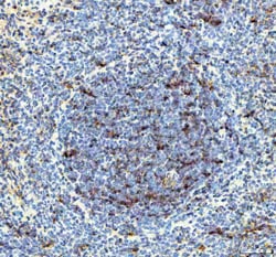 Invitrogen IL-18 Polyclonal Antibody 100 &mu;g; Unconjugated:Antibodies,