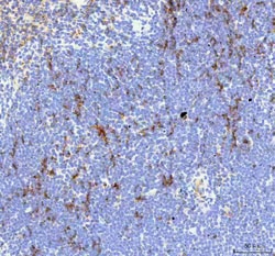 Invitrogen IL-18 Polyclonal Antibody 100 &mu;g; Unconjugated:Antibodies,