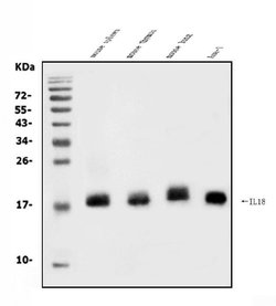 Invitrogen IL-18 Polyclonal Antibody 100 &mu;g; Unconjugated:Antibodies,