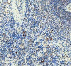 Invitrogen IL-1 beta Polyclonal Antibody 100 &mu;g; Unconjugated:Antibodies,