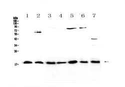 Invitrogen IL-23 p19 Polyclonal Antibody 100 &mu;g | Buy Online | Invitrogen&trade; | Fisher Scientific