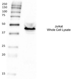 Invitrogen CD25 Polyclonal Antibody 100 &mu;g; Unconjugated:Antibodies,