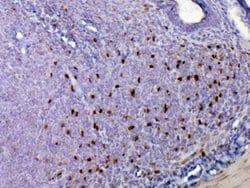 Invitrogen IL-33 Polyclonal Antibody 100 &mu;g; Unconjugated:Antibodies,