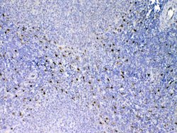 Invitrogen IL-33 Polyclonal Antibody 100 &mu;g; Unconjugated:Antibodies,