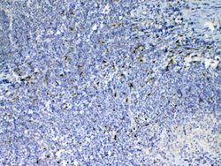 Invitrogen IL-33 Polyclonal Antibody 100 &mu;g; Unconjugated:Antibodies,
