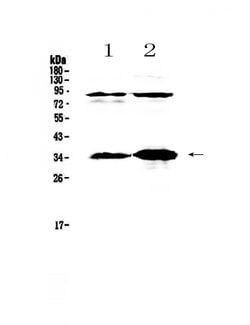 Invitrogen IL-33 Polyclonal Antibody 100 &mu;g; Unconjugated:Antibodies,