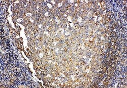 Invitrogen IL-4 Polyclonal Antibody 100 &mu;g; Unconjugated:Antibodies,