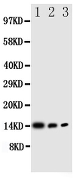 Invitrogen IL-4 Polyclonal Antibody 100 &mu;g; Unconjugated:Antibodies,