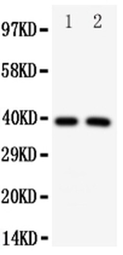 Invitrogen IRF2 Polyclonal Antibody 100 &mu;g; Unconjugated:Antibodies,