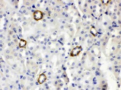 Invitrogen ISG15 Polyclonal Antibody 100 &mu;g; Unconjugated:Antibodies,