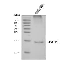 Invitrogen ISG15 Polyclonal Antibody 100 &mu;g; Unconjugated:Antibodies,