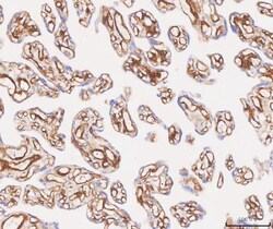 Invitrogen CD49a (Integrin alpha 1) Polyclonal Antibody 100 &mu;g; Unconjugated:Antibodies,