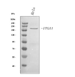 Invitrogen CD49a (Integrin alpha 1) Polyclonal Antibody 100 &mu;g; Unconjugated:Antibodies,