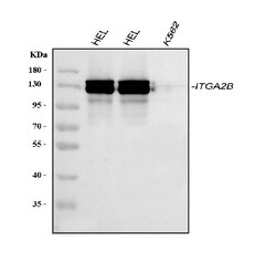 Invitrogen CD41 Polyclonal Antibody 100 &mu;g | Buy Online | Invitrogen&trade; | Fisher Scientific