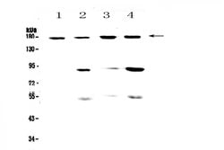 Invitrogen CD11b Polyclonal Antibody 100 &mu;g; Unconjugated:Antibodies,