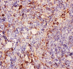Invitrogen CD11b Polyclonal Antibody 100 &mu;g; Unconjugated:Antibodies,