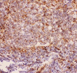Invitrogen CD11b Polyclonal Antibody 100 &mu;g; Unconjugated:Antibodies,