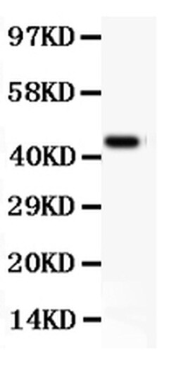 Invitrogen CD11b Polyclonal Antibody 100 &mu;g; Unconjugated:Antibodies,
