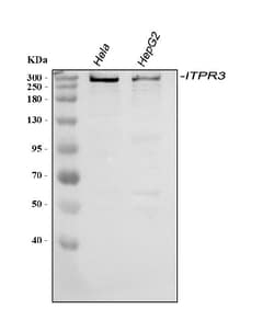 Invitrogen ITPR3 Polyclonal Antibody 100 &mu;g; Unconjugated:Antibodies,