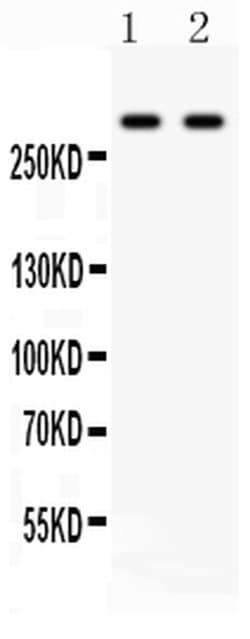 Invitrogen ITPR3 Polyclonal Antibody 100 &mu;g; Unconjugated:Antibodies,