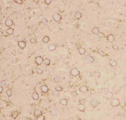 Invitrogen KV2.1 (KCNB1) Polyclonal Antibody 100 &mu;g; Unconjugated:Antibodies,