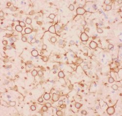Invitrogen KV2.1 (KCNB1) Polyclonal Antibody 100 &mu;g; Unconjugated:Antibodies,