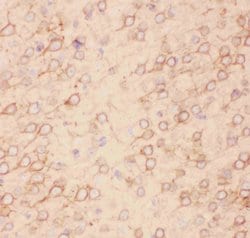 Invitrogen KV2.1 (KCNB1) Polyclonal Antibody 100 &mu;g; Unconjugated:Antibodies,