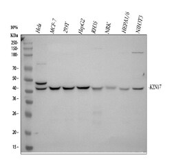 Invitrogen KIN Polyclonal Antibody 100 &mu;g; Unconjugated:Antibodies,