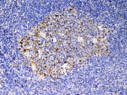 Invitrogen SCF Polyclonal Antibody 100 &mu;g; Unconjugated:Antibodies,