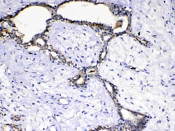 Invitrogen SCF Polyclonal Antibody 100 &mu;g; Unconjugated:Antibodies,