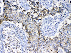 Invitrogen SCF Polyclonal Antibody 100 &mu;g; Unconjugated:Antibodies,