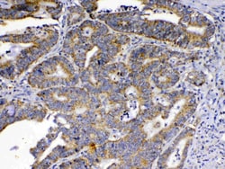 Invitrogen SCF Polyclonal Antibody 100 &mu;g; Unconjugated:Antibodies,