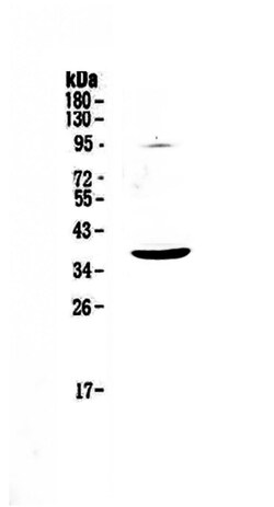 Invitrogen SCF Polyclonal Antibody 100 &mu;g; Unconjugated:Antibodies,