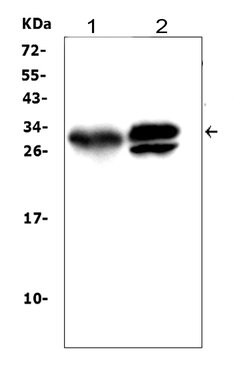 Invitrogen Kallikrein 1 Polyclonal Antibody 100 &mu;g; Unconjugated:Antibodies,