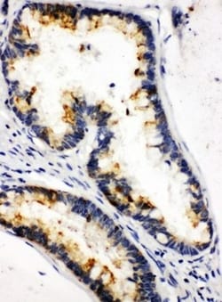 Invitrogen Kallikrein 6 Polyclonal Antibody 100 &mu;g; Unconjugated:Antibodies,