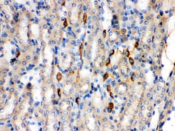 Invitrogen Kininogen 1 Polyclonal Antibody 100 &mu;g; Unconjugated:Antibodies,
