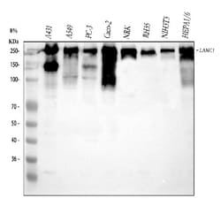 Invitrogen Laminin gamma-1,2,3 Polyclonal Antibody 100 &mu;g; Unconjugated:Antibodies,